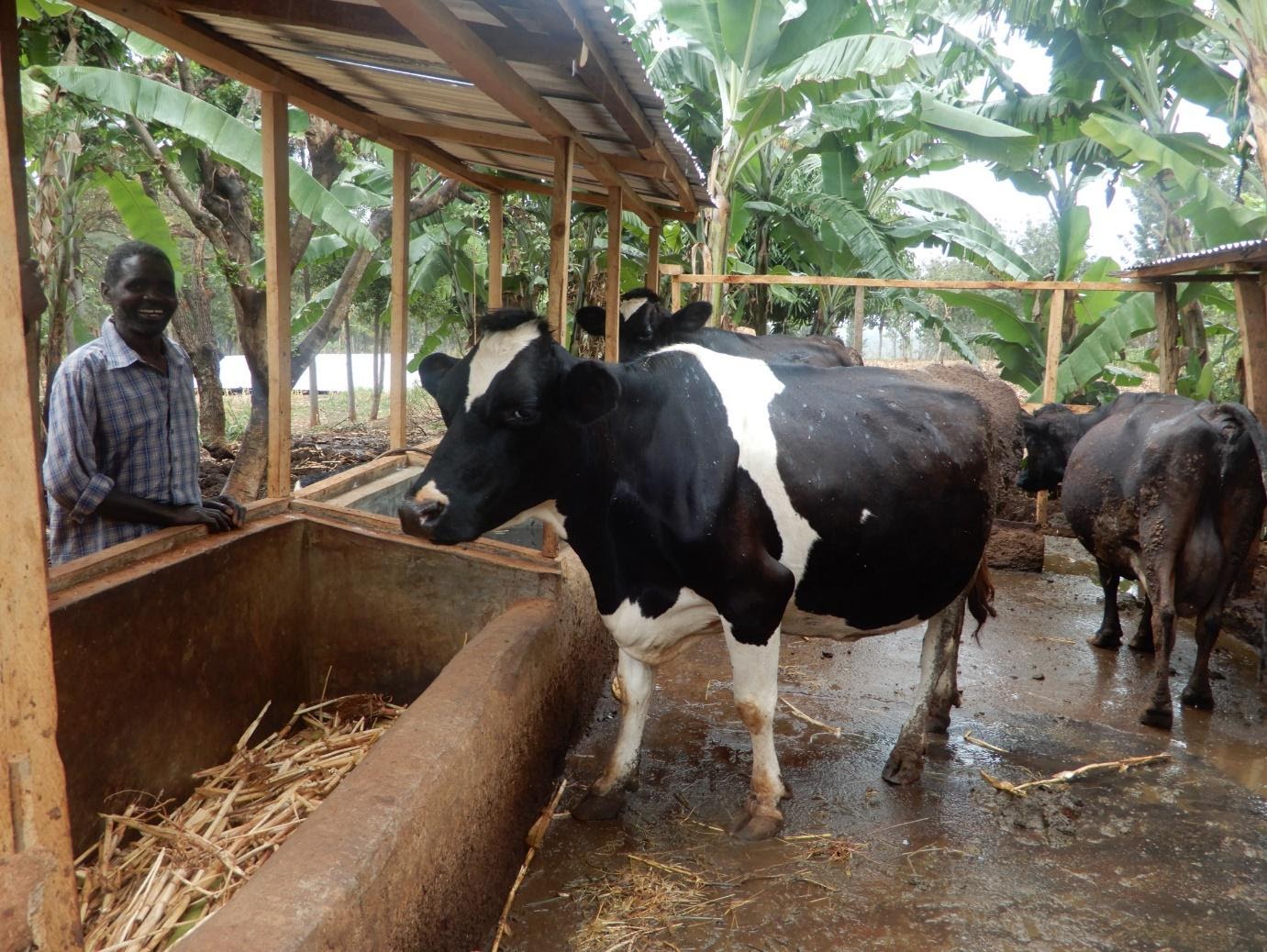 Kenya’s Dairy Sector Transformation: Doubling Milk Production